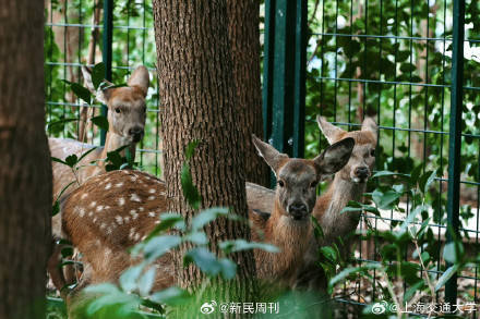3只小鹿两雌一雄游上海交大: 在即将建成的东区生态林里发现