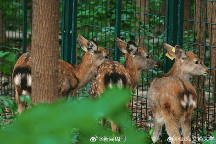 3只小鹿两雌一雄游上海交大: 在即将建成的东区生态林里发现