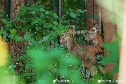 3只小鹿两雌一雄游上海交大: 在即将建成的东区生态林里发现
