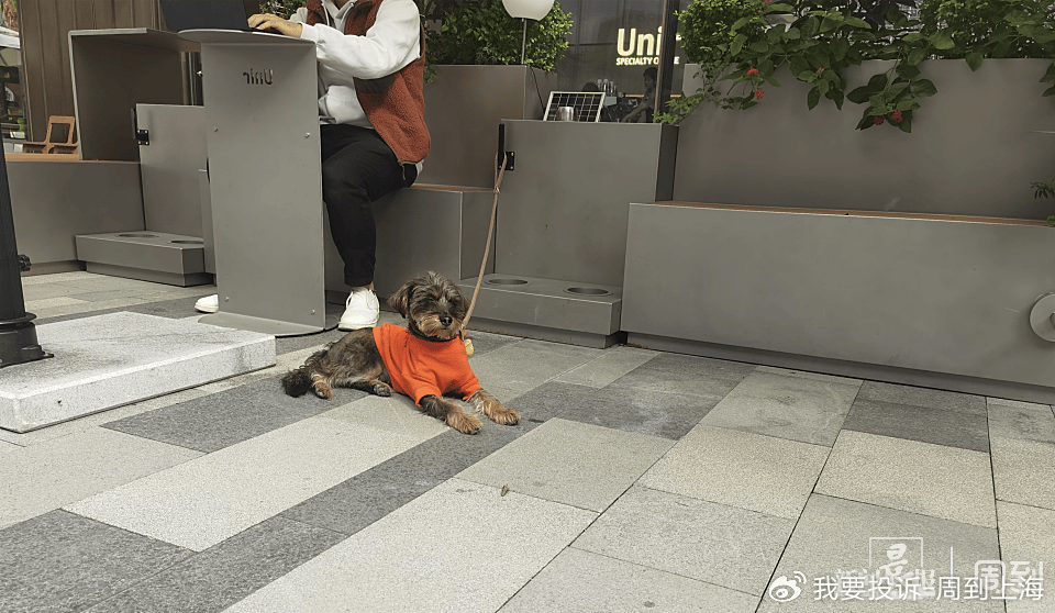 上海现“停狗处”太超前？记者实探：不止一处，有人点赞有人忧