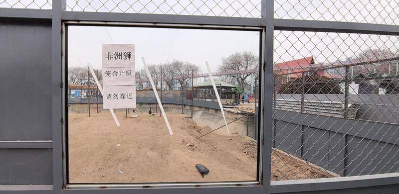 西安一动物园268元可撸狮子？记者探访发现已被西安野生动物保护站叫停