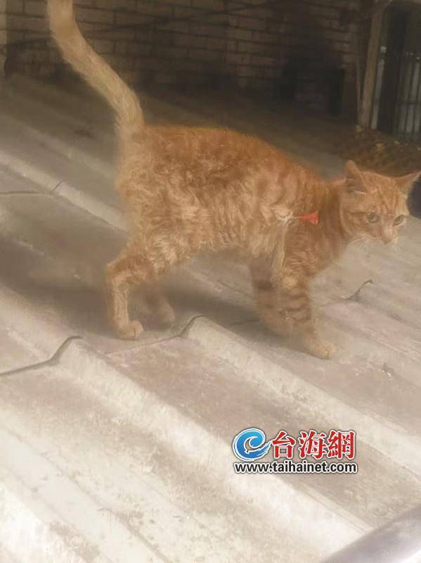 多只流浪猫被铁箭射伤，谁干的？