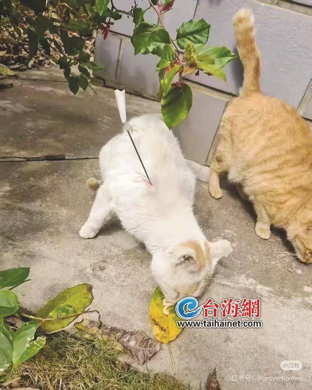 多只流浪猫被铁箭射伤，谁干的？