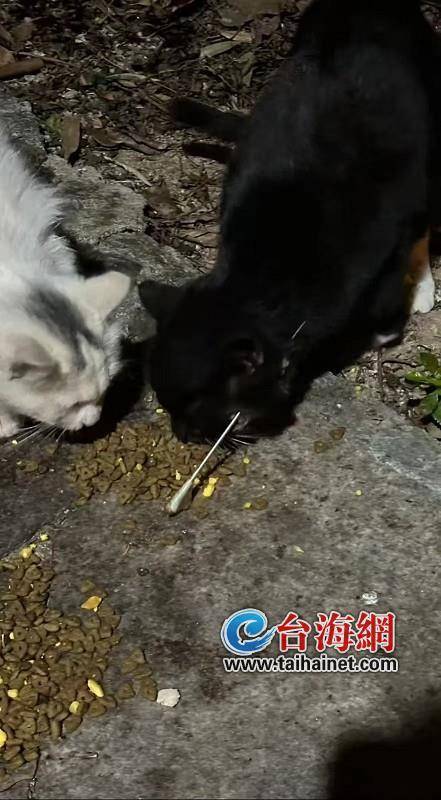 多只流浪猫被铁箭射伤，谁干的？