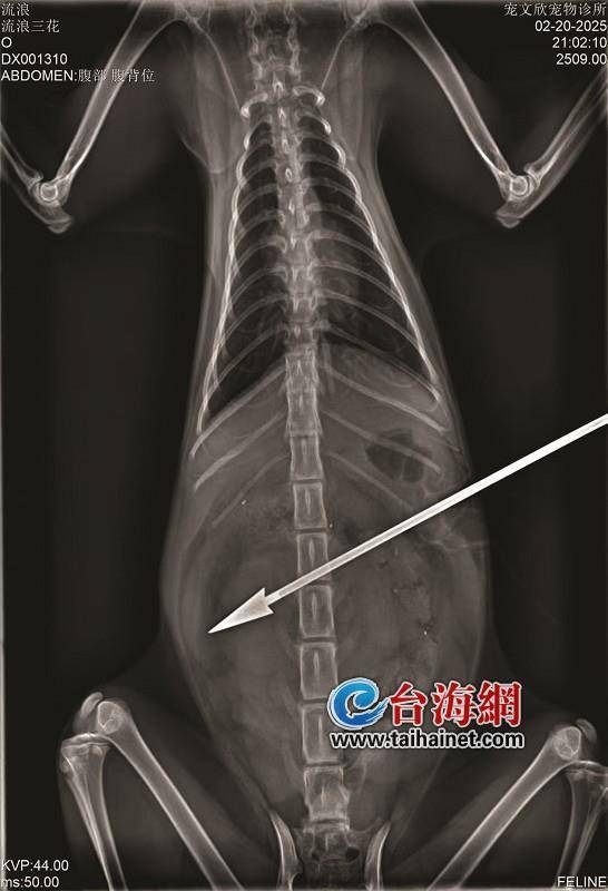 多只流浪猫被铁箭射伤，谁干的？