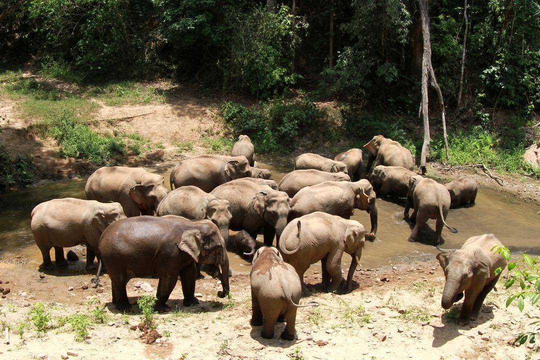 国家林草局:我国珍稀濒危野生动植物种群数量稳步增长