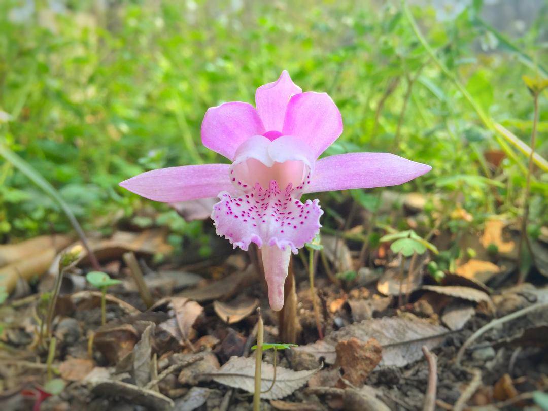 国家林草局:我国珍稀濒危野生动植物种群数量稳步增长