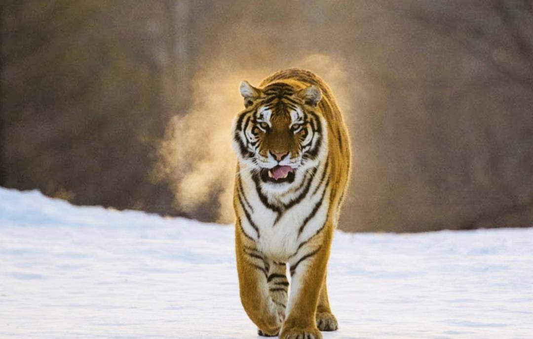 国家林草局:我国珍稀濒危野生动植物种群数量稳步增长