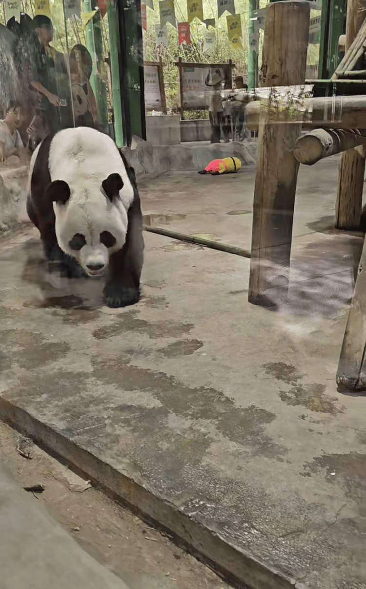 河南一动物园熊猫馆多次被曝有宠物狗入内,园方:紧急消杀,已开除涉事保安
