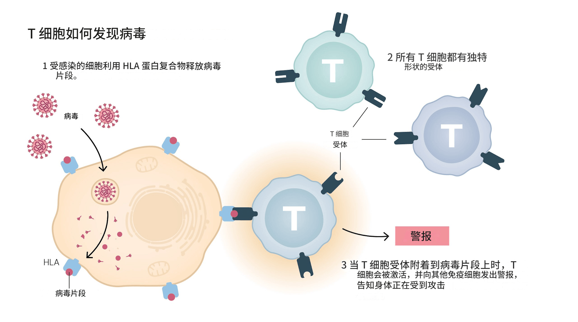 2025诺贝尔生理学或医学奖公布 解密免疫系统如何被控制