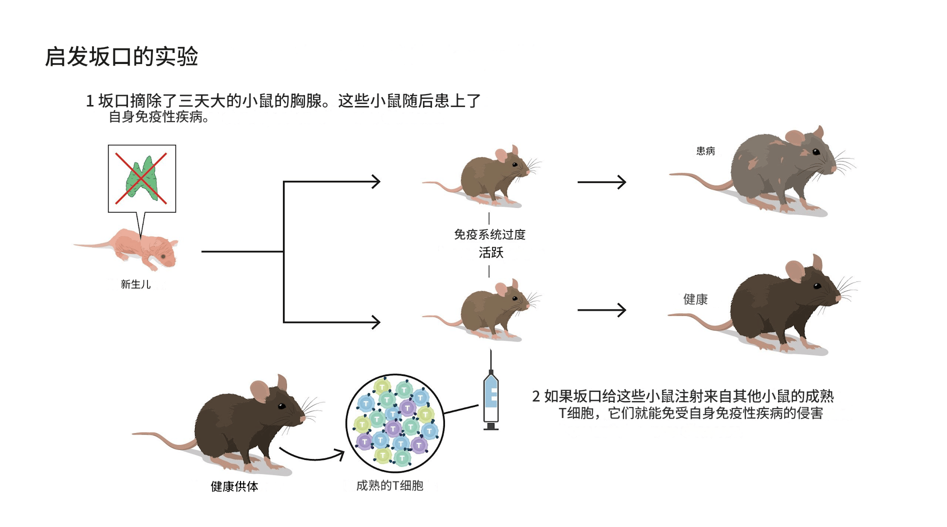 2025诺贝尔生理学或医学奖公布 解密免疫系统如何被控制