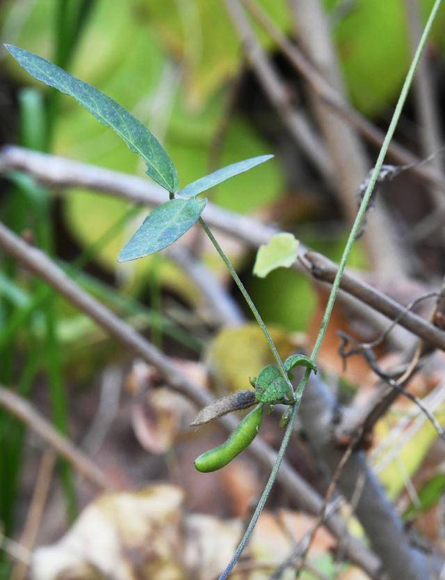 青岛再添野生大豆踪迹!南辛安河公园现群落生长,专家提醒“价值珍贵需保护”