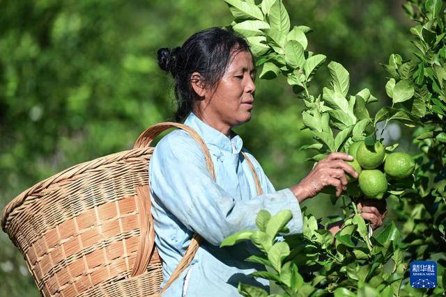 贵州望谟:小柠檬做成大产业