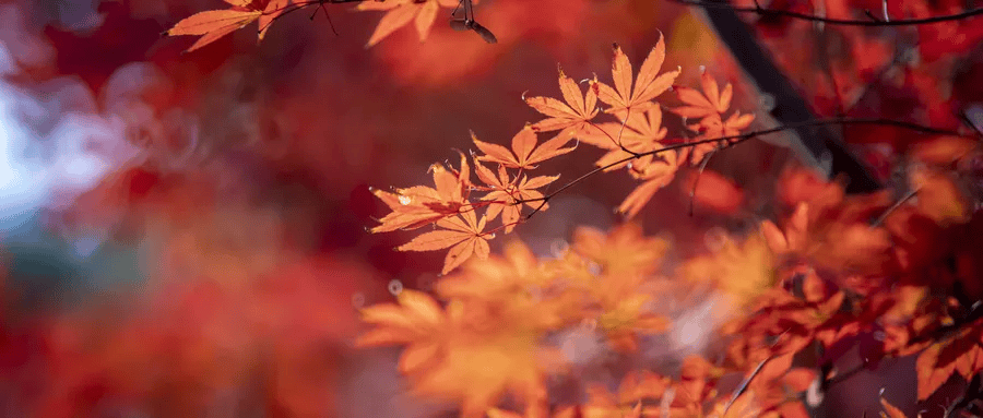 错过再等一年!郑州周边赏红叶的5个好去处推荐!