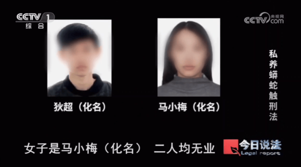 浙江男子在家里养300多条蟒蛇,涉案3000万,抓蛇现场,民警直呼毛骨悚然;男子:太痴迷了,感觉自己在造物