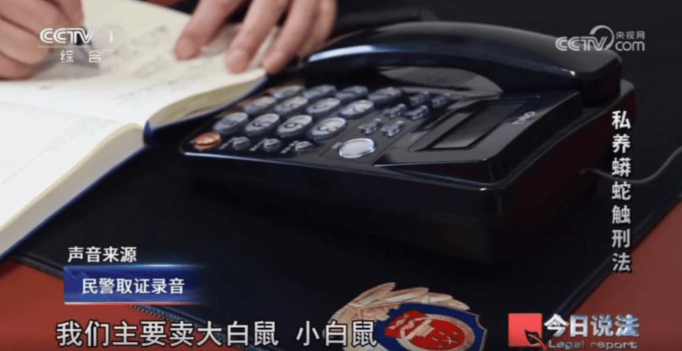浙江男子在家里养300多条蟒蛇,涉案3000万,抓蛇现场,民警直呼毛骨悚然;男子:太痴迷了,感觉自己在造物