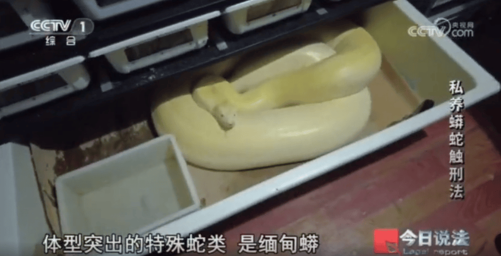 浙江男子在家里养300多条蟒蛇,涉案3000万,抓蛇现场,民警直呼毛骨悚然;男子:太痴迷了,感觉自己在造物