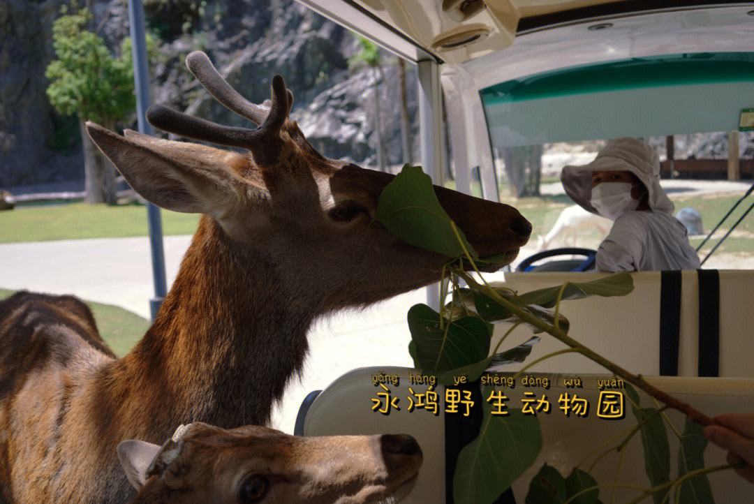 ZOOOO(Zooooooo Day什么意思)