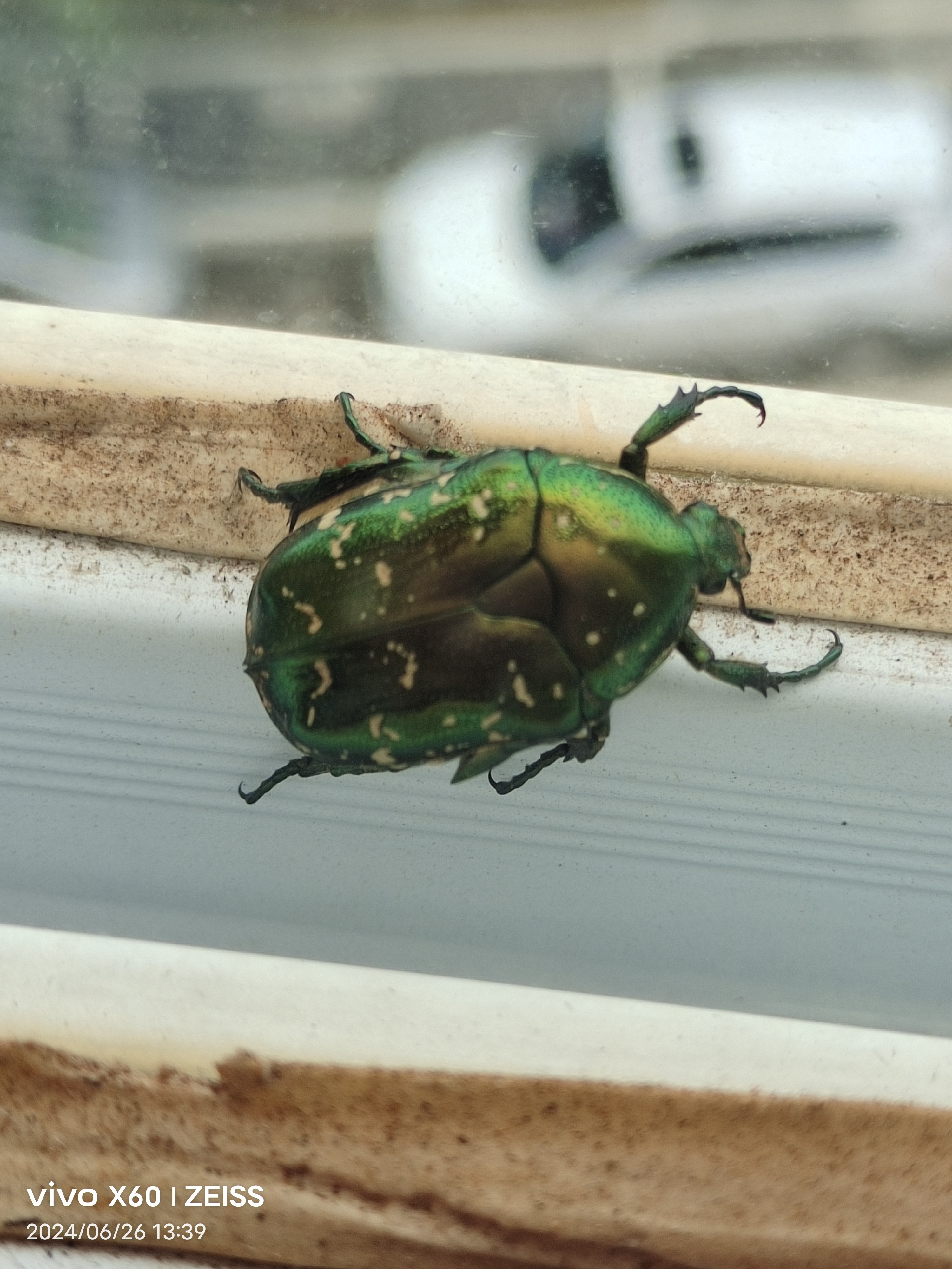 金龟(金龟婿) 金龟(金龟婿)