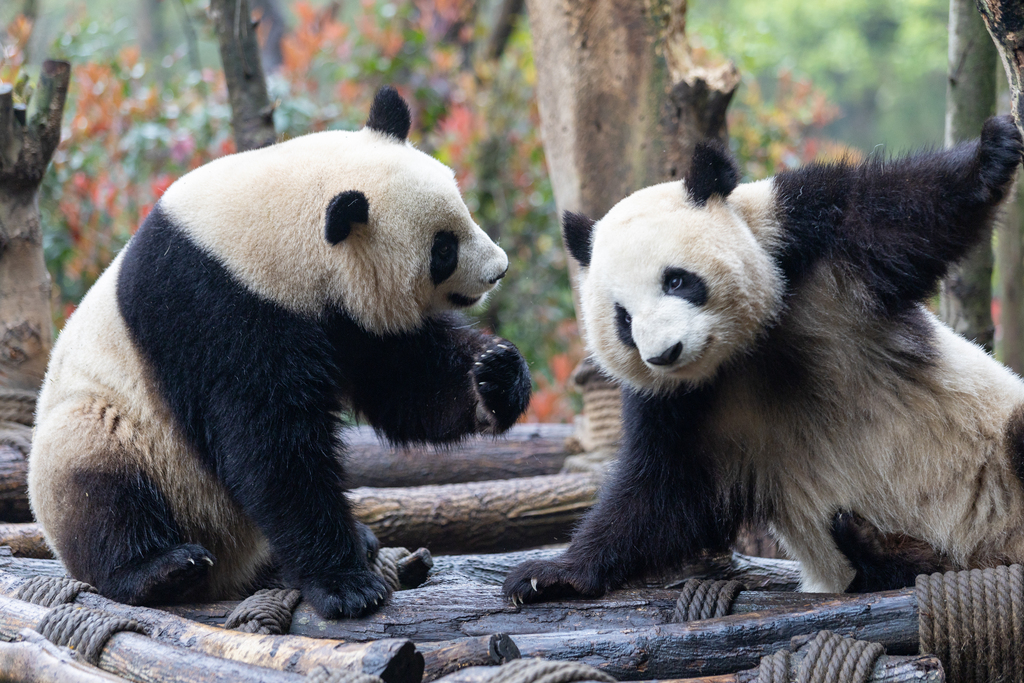 PandaFe(PANDA风扇拆卸图解步骤详解)