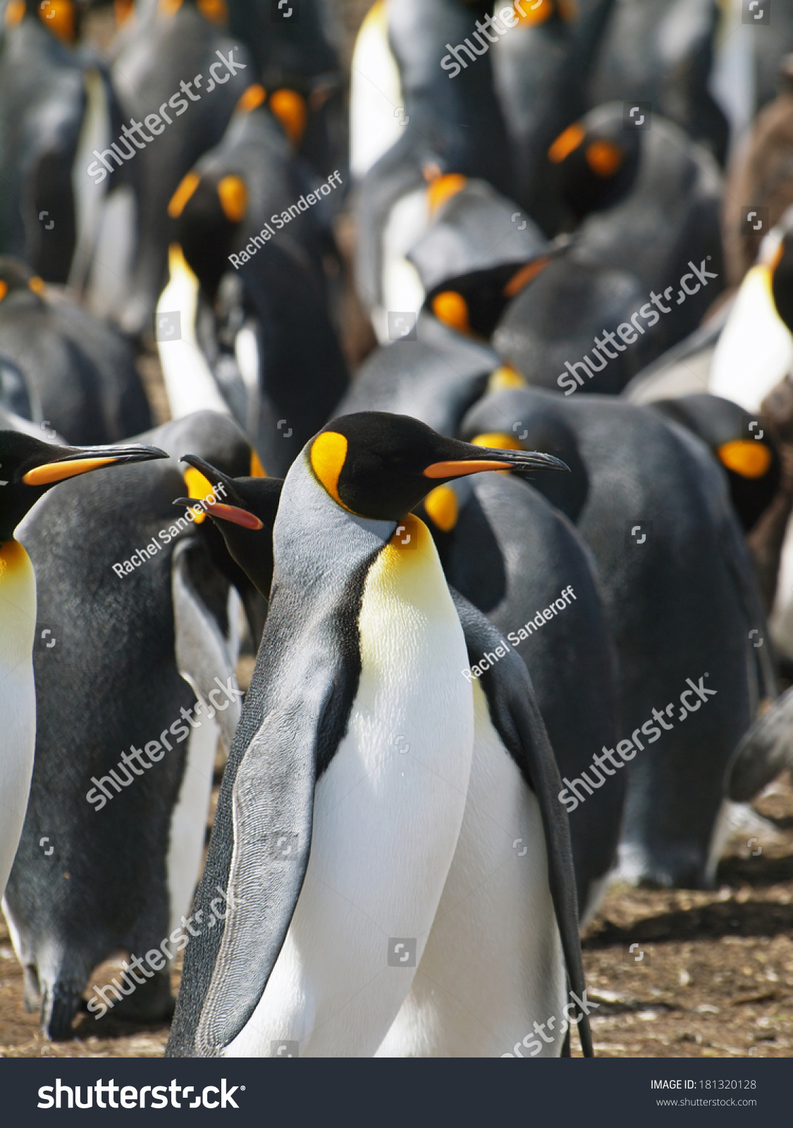 KING(king是什么意思) KING(king是什么意思)