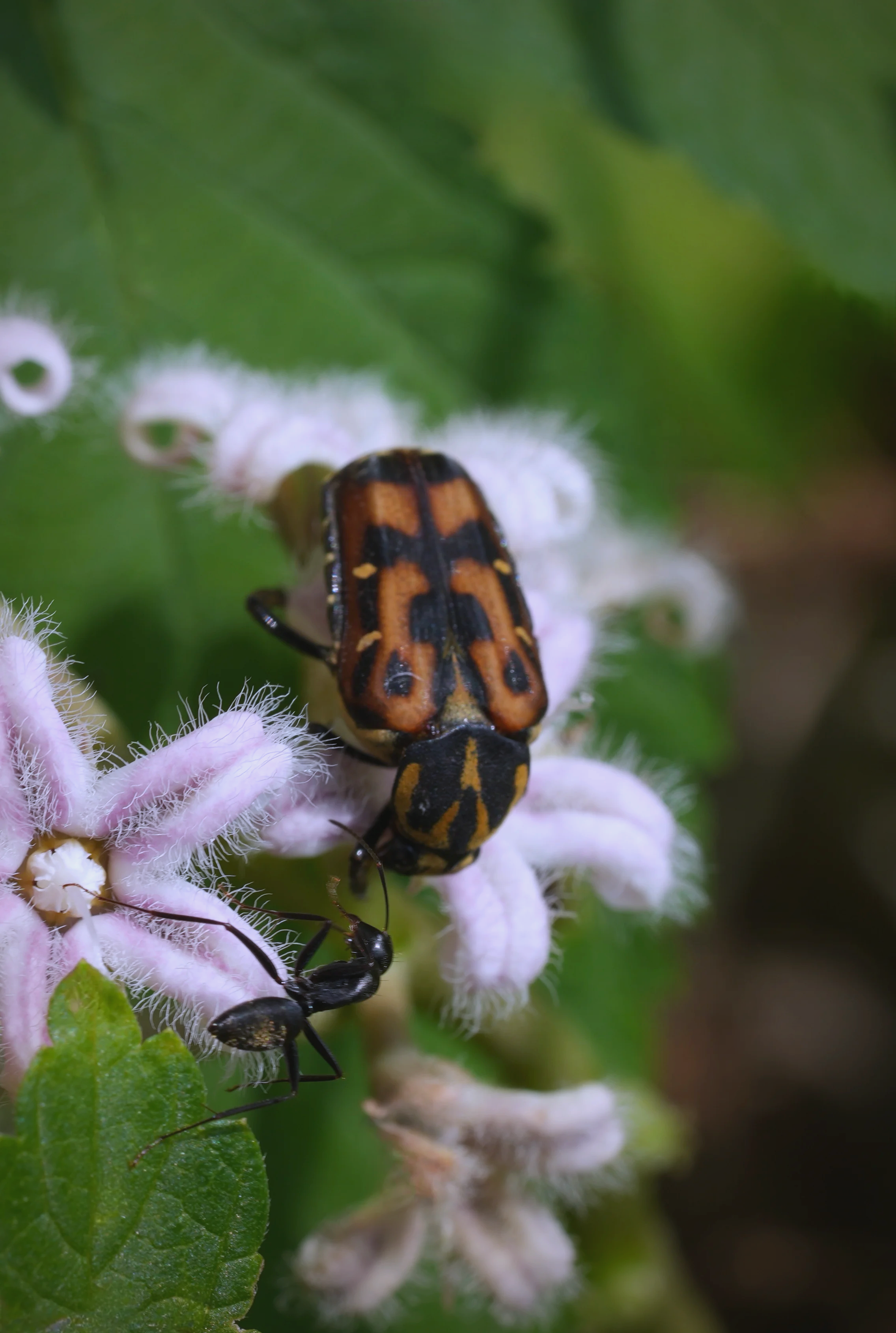 金龟(金龟图片大全大图) 金龟(金龟图片大全大图)