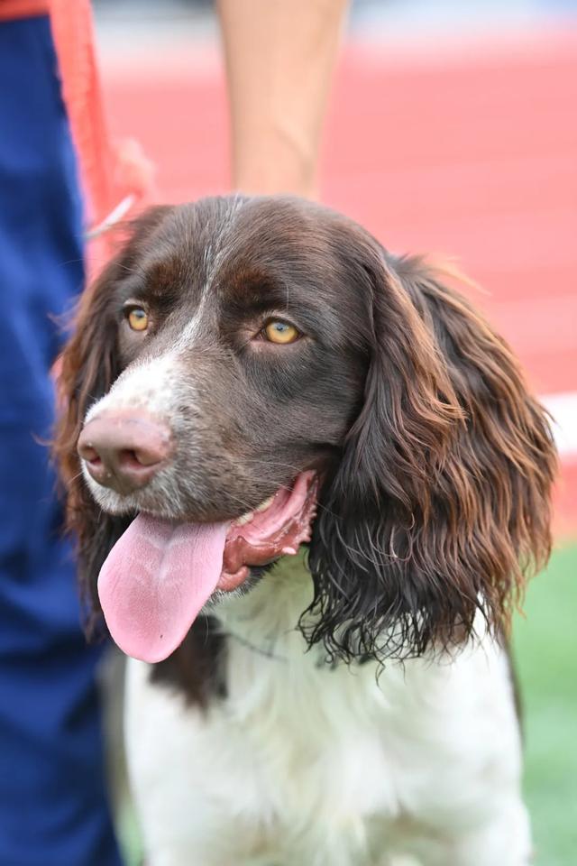 柯宾汉(威利宾汉的消失完整版下载)