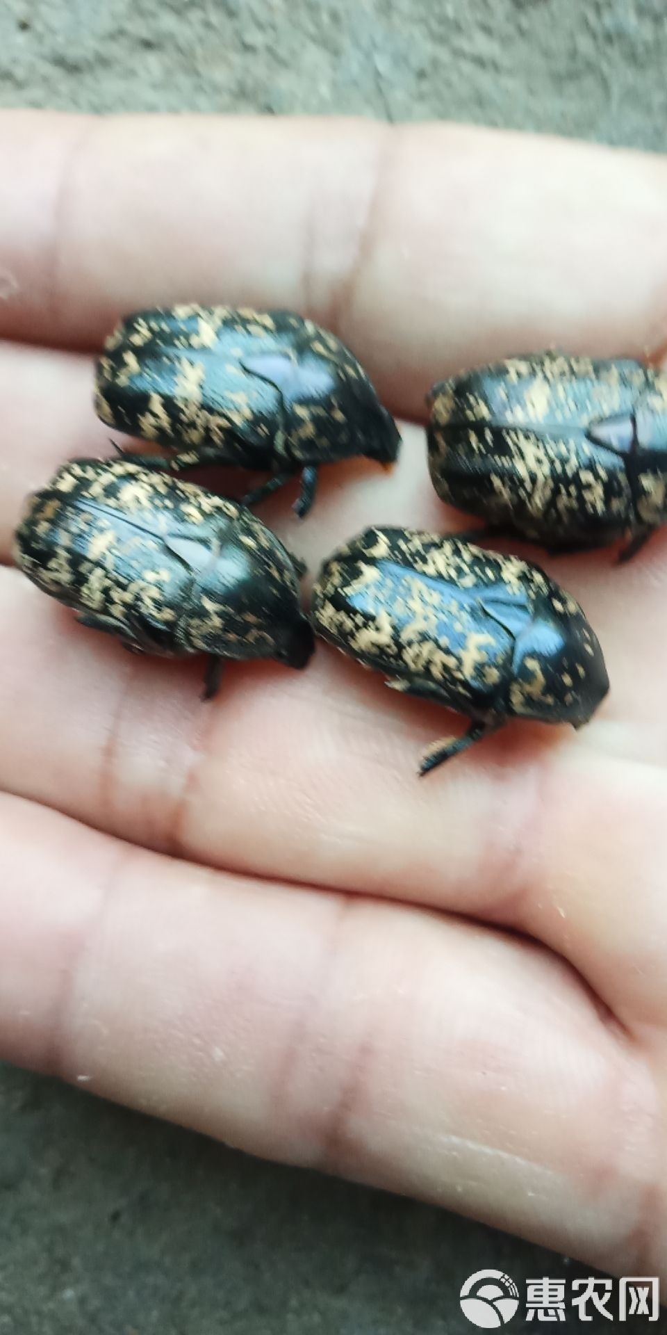 金龟(金龟子丈夫是谁) 金龟(金龟子丈夫是谁)